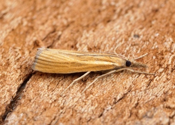 Agriphila tristella 6 Copyright: Ben Sale