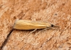 Agriphila tristella 6 Copyright: Ben Sale