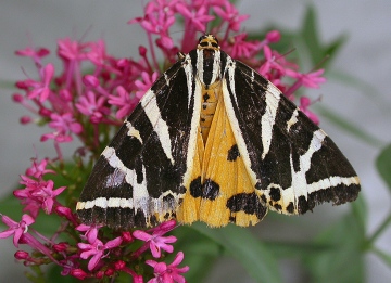 Jersey tiger Copyright: Robin Barfoot