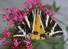 Jersey tiger Copyright: Robin Barfoot