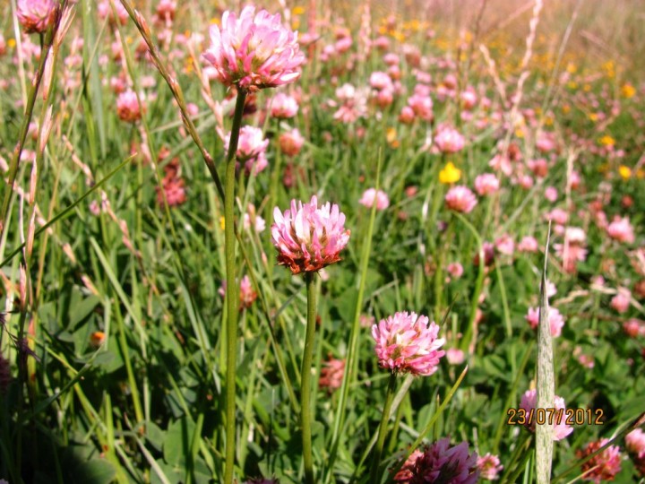 Strawberry Clover Copyright: Graham Smith