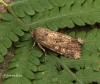 Apamea anceps 6 Copyright: Graham Ekins