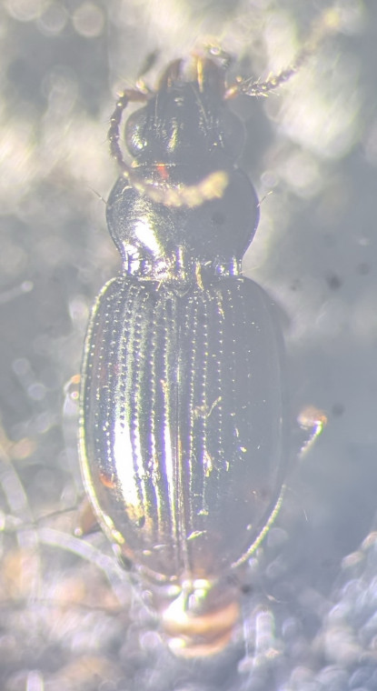 Bembidion assimile Copyright: Robert Smith