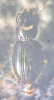 Bembidion assimile 