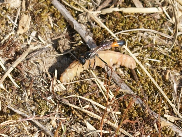 with noctuid larvae Copyright: Robert Smith