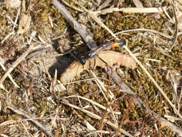 with noctuid larvae Copyright: Robert Smith