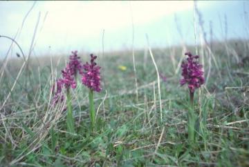 Orchis morio Copyright: Peter Harvey