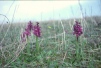 Orchis morio 