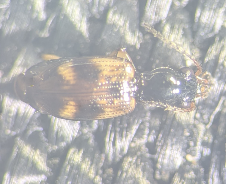 Bembidion articulatum Copyright: Robert Smith