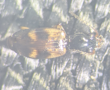 Bembidion articulatum Copyright: Robert Smith