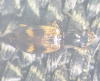 Bembidion articulatum 