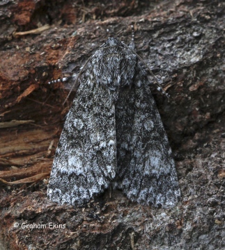 Poplar Grey   Subacronicta megacephala Copyright: Graham Ekins