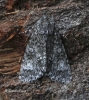 Poplar Grey   Subacronicta megacephala Copyright: Graham Ekins