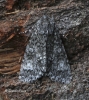 Poplar Grey   Subacronicta megacephala