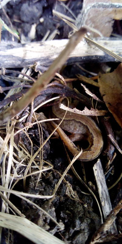 Newt male palmate Copyright: Nichola Macnab