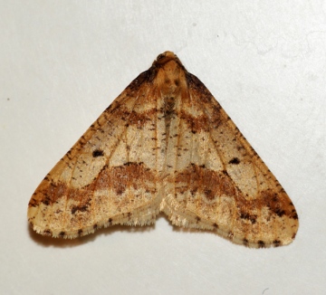 Mottled Umber 2 Copyright: Ben Sale