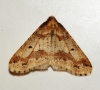 Mottled Umber 2 Copyright: Ben Sale