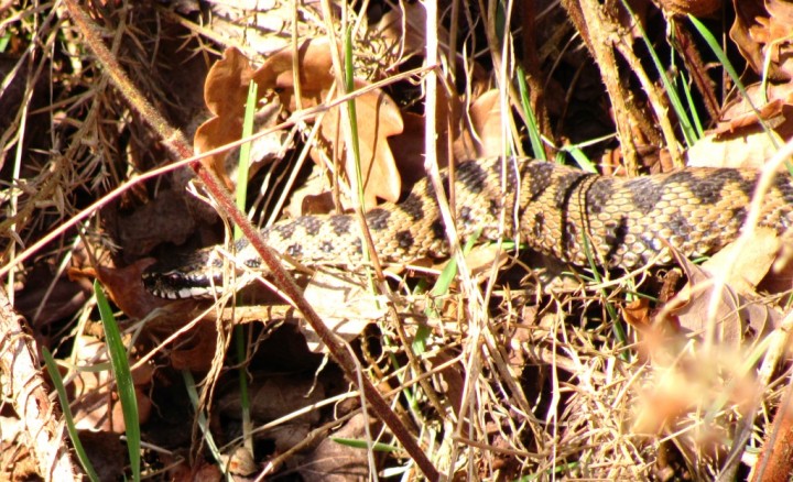 Adder Copyright: Graham Smith