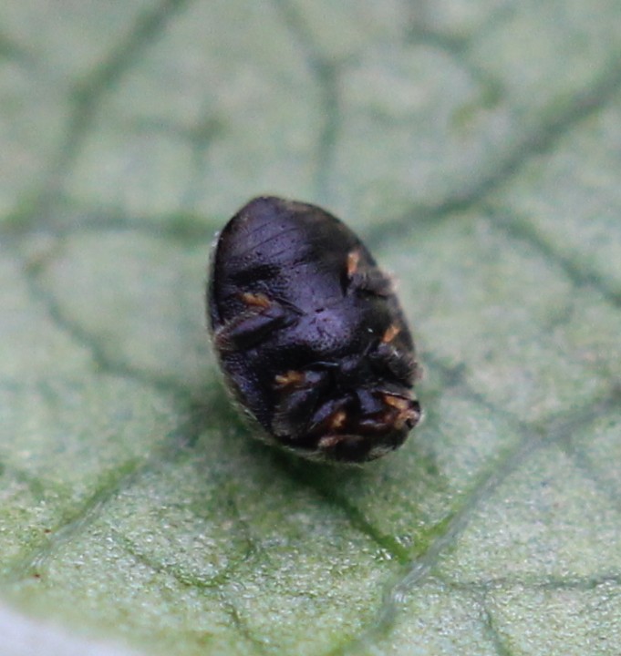 Stethorus punctillum underside Copyright: Yvonne Couch