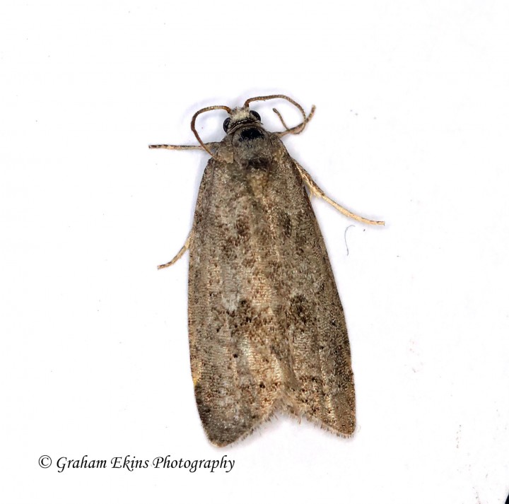 Cnephasia asseclana  Flax Tortrix 2 Copyright: Graham Ekins