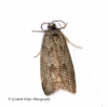 Cnephasia asseclana  Flax Tortrix 2 Copyright: Graham Ekins