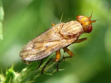 Tetanocera elata Copyright: Raymond Small