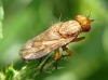 Tetanocera elata