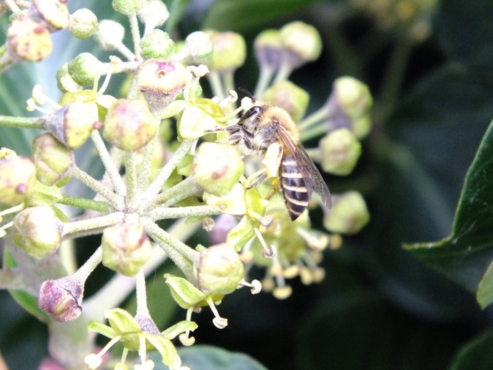 Ivy Bee Copyright: Peter Pearson