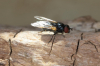Psilota anthracina female 