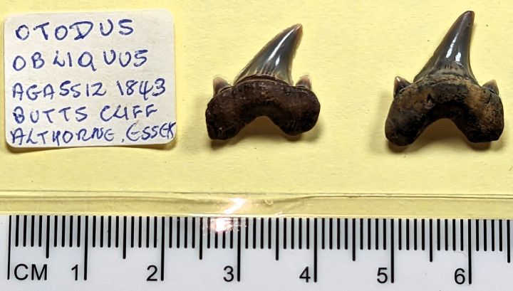 Two teeth of Otodus obliquus Copyright: William George
