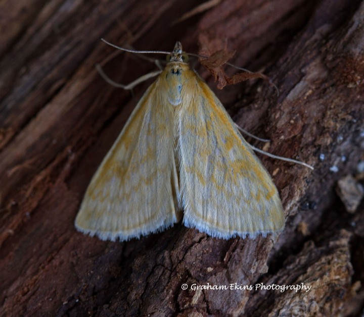 Sitochroa verticalis 2 Copyright: Graham Ekins