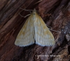 Sitochroa verticalis 2 Copyright: Graham Ekins