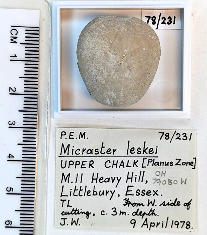 Echinoid Micraster leskei Littlebury M11 1978 231 Copyright: Essex Field Club M11 1978