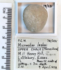 Echinoid Micraster leskei Littlebury M11 1978 231 
