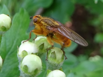 Yellow Dung Fly Copyright: Raymond Small