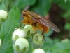 Yellow Dung Fly 