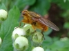 Yellow Dung Fly Copyright: Raymond Small