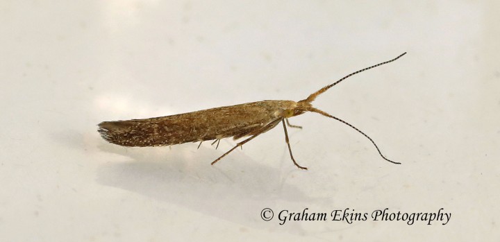 Coleophora clypeiferella GD Copyright: Graham Ekins