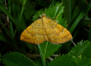 Yellow Shell 3 Copyright: Peter Furze