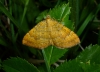 Yellow Shell 3 Copyright: Peter Furze