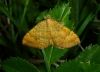 Yellow Shell 3 Copyright: Peter Furze