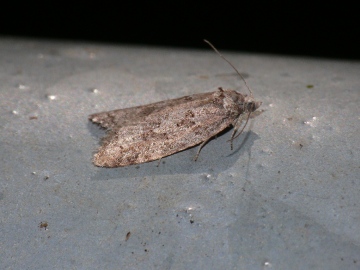 Cnephasia asseclana Copyright: Peter Furze