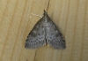 Udea prunalis