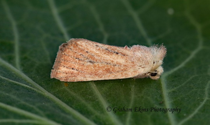 Mere Wainscot   Photedes fluxa Copyright: Graham Ekins