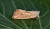 Mere Wainscot   Photedes fluxa Copyright: Graham Ekins