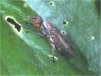 Dorycera graminum