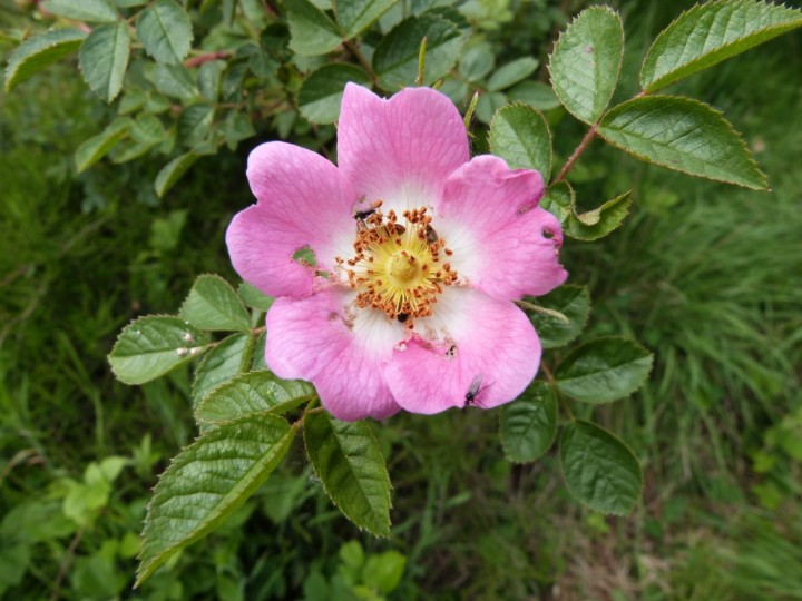 Sweet Briar Copyright: Graham Smith