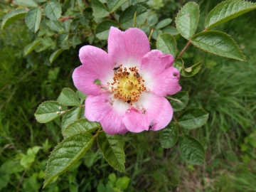 Sweet Briar Copyright: Graham Smith