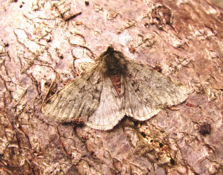 Pale Brindled Beauty 3 Copyright: Graham Smith