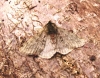 Pale Brindled Beauty 3 